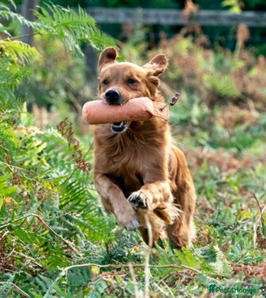 Golden Retriever dogs for sale: Exceptionally Well Bred Golden Retriever puppies in Preston - Advert 5