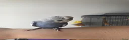 Budgerigars birds for sale: Mr Skye  in Warrington - Advert 8