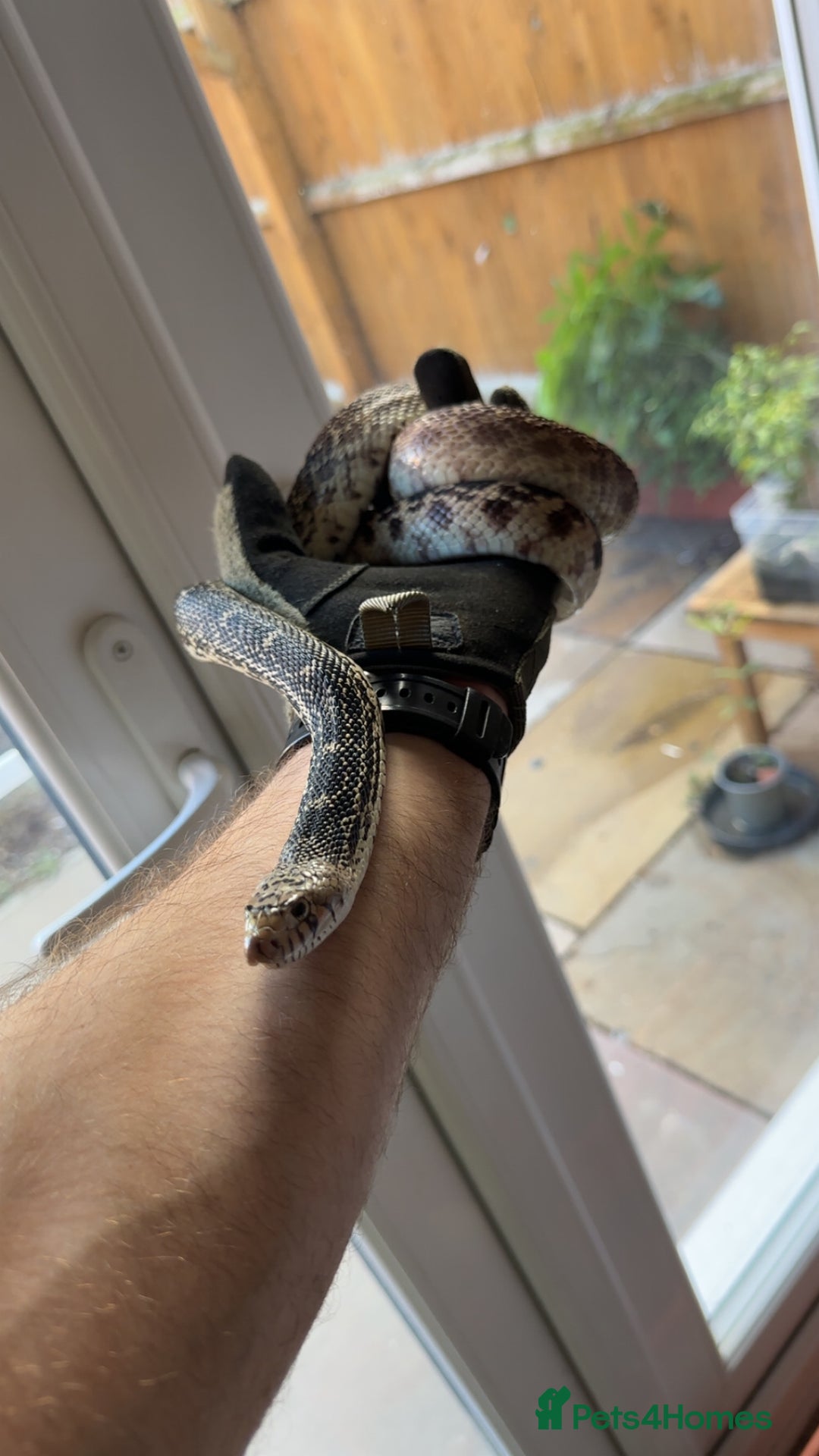 Snake reptiles for sale: Kankakee Bullsnake - Image 2