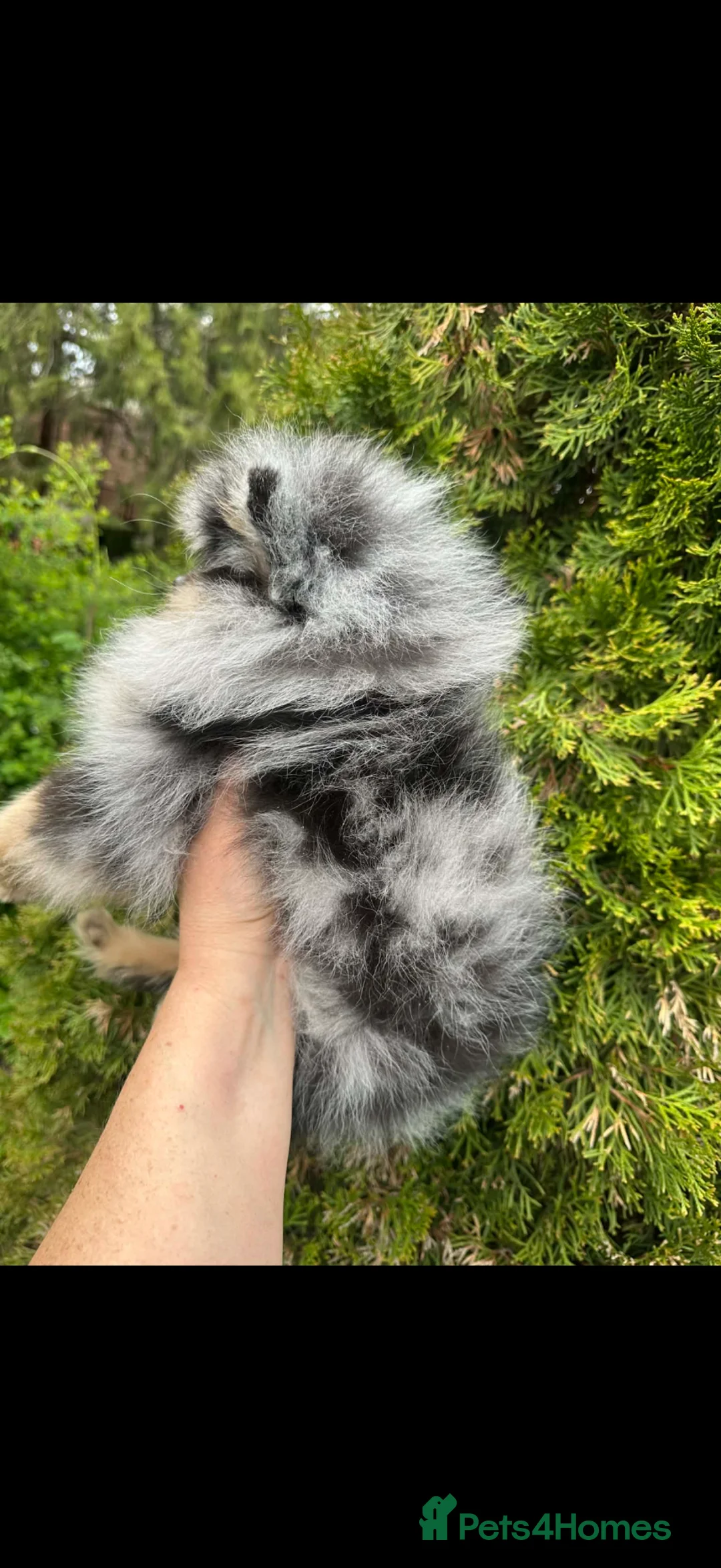 Pomeranian dogs for sale: Beautiful teddy face Merle & black& tan  - Advert 18