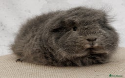 Guinea Pig rodents for sale: Female Swiss Guinea Pigs - Image 4