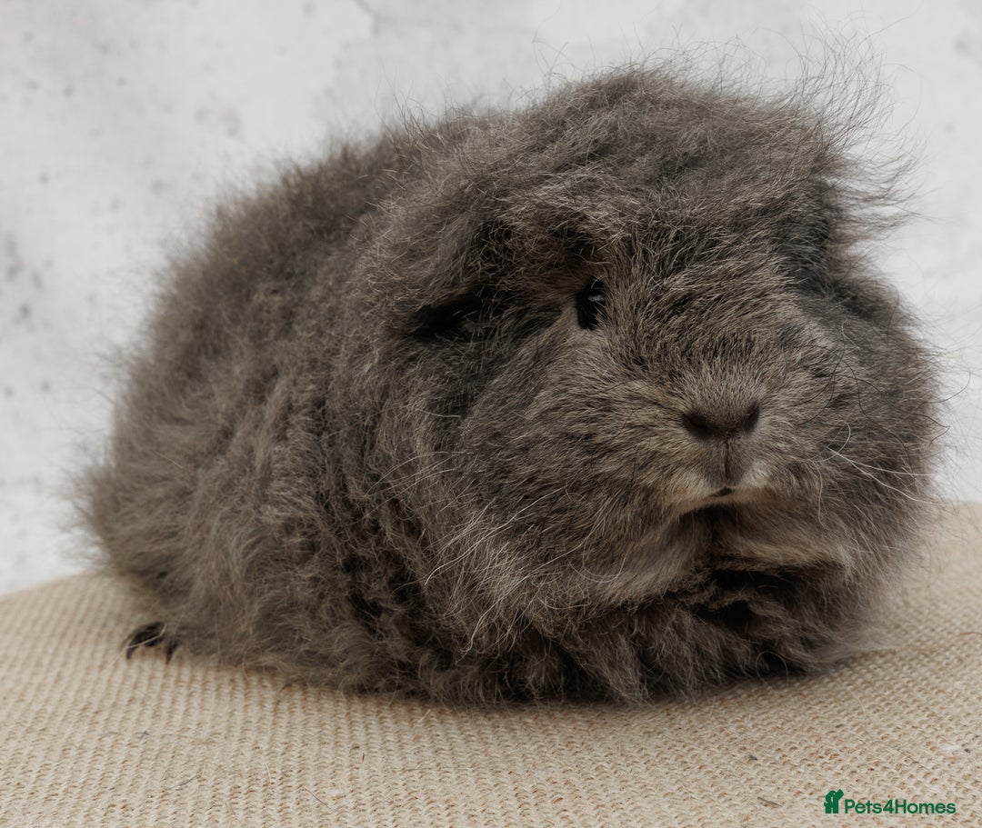Guinea Pig rodents for sale: Female Swiss Guinea Pigs - Image 4