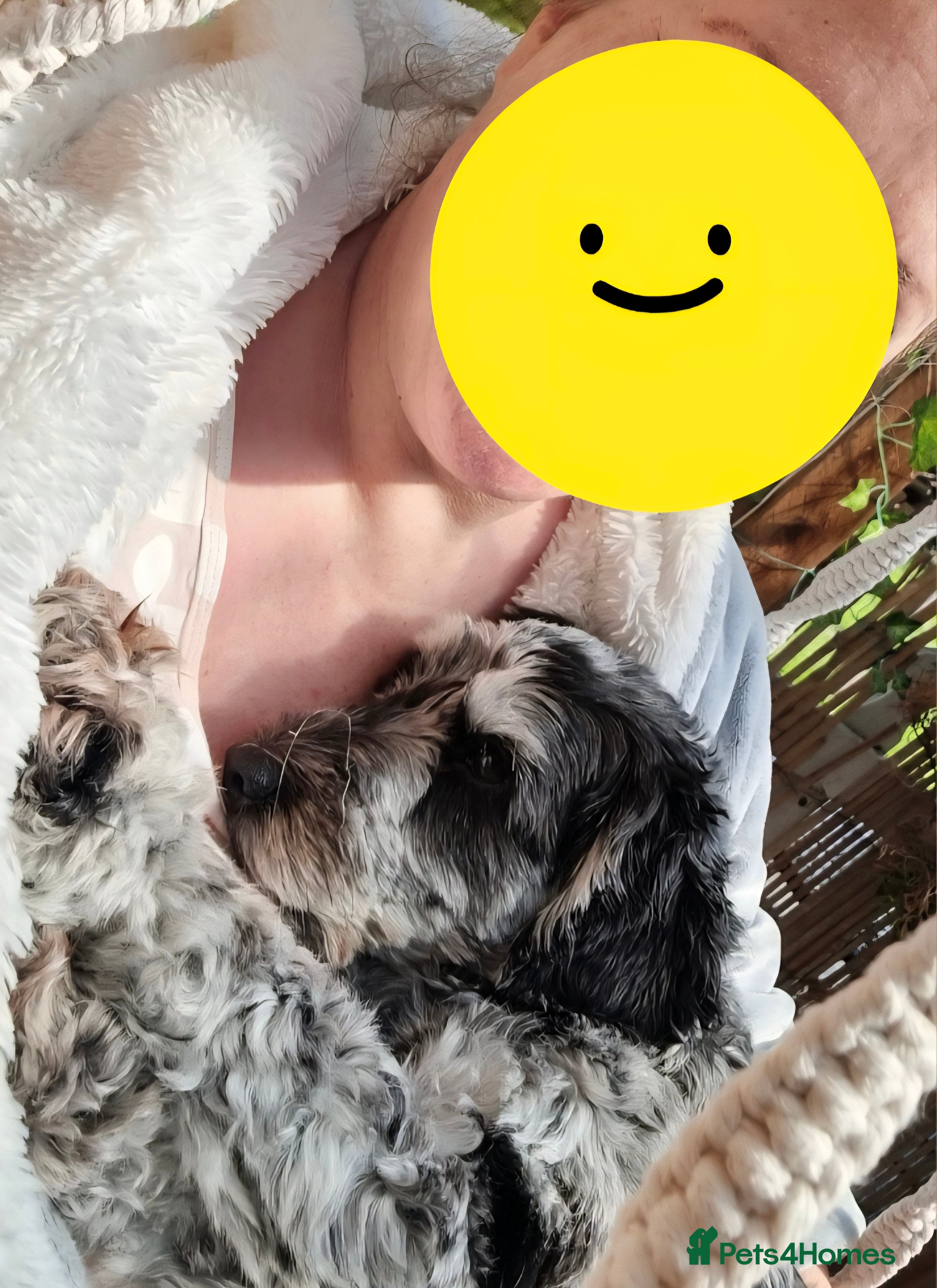 Cockapoo dogs Female Cockapoo - Advert 2