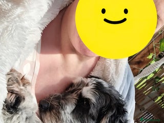 Cockapoo dogs Female Cockapoo - Advert 1