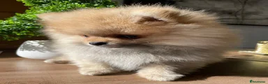 Pomeranian 1