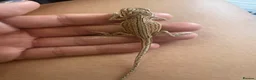 Bearded Dragon reptiles for sale: Friendly baby dragons - Advert 10
