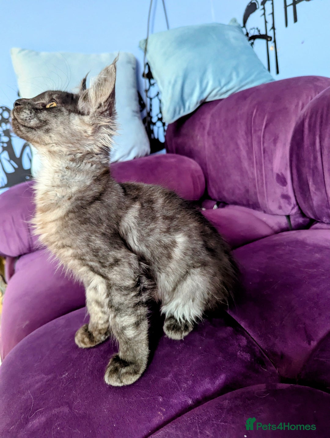 Maine Coon cats for sale: Beautiful Pedigree Maine Coon Kittens  - Image 12