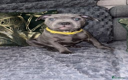 Staffordshire Bull Terrier dogs for sale:   Champion-KC.Reg.Blue Staffordshire Bull Terrier  - Advert 41