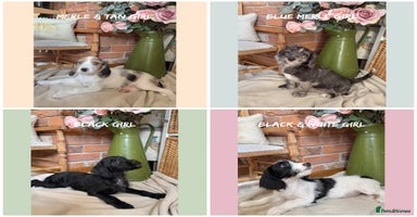 Mixed Breed dogs in Rhayader - Advert 2