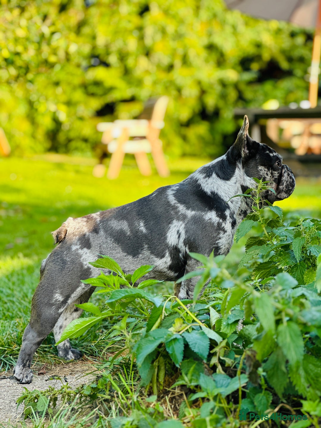 French Bulldog dogs for sale: Dottie French bulldog girl  - Image 12