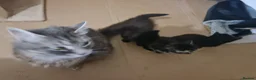 Mixed Breed cats for sale: 2 brother kittens for sale - Advert 17