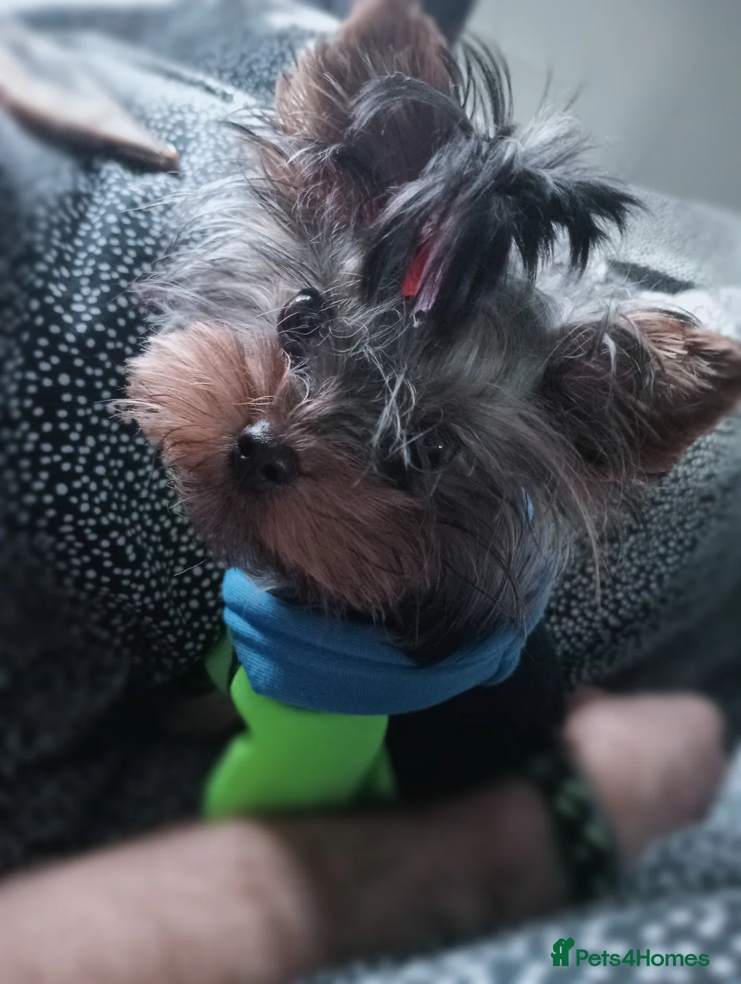 Yorkshire Terrier dogs for stud:  900grams !! The smallest cutest boy in Uk  in Bedford - Advert 6