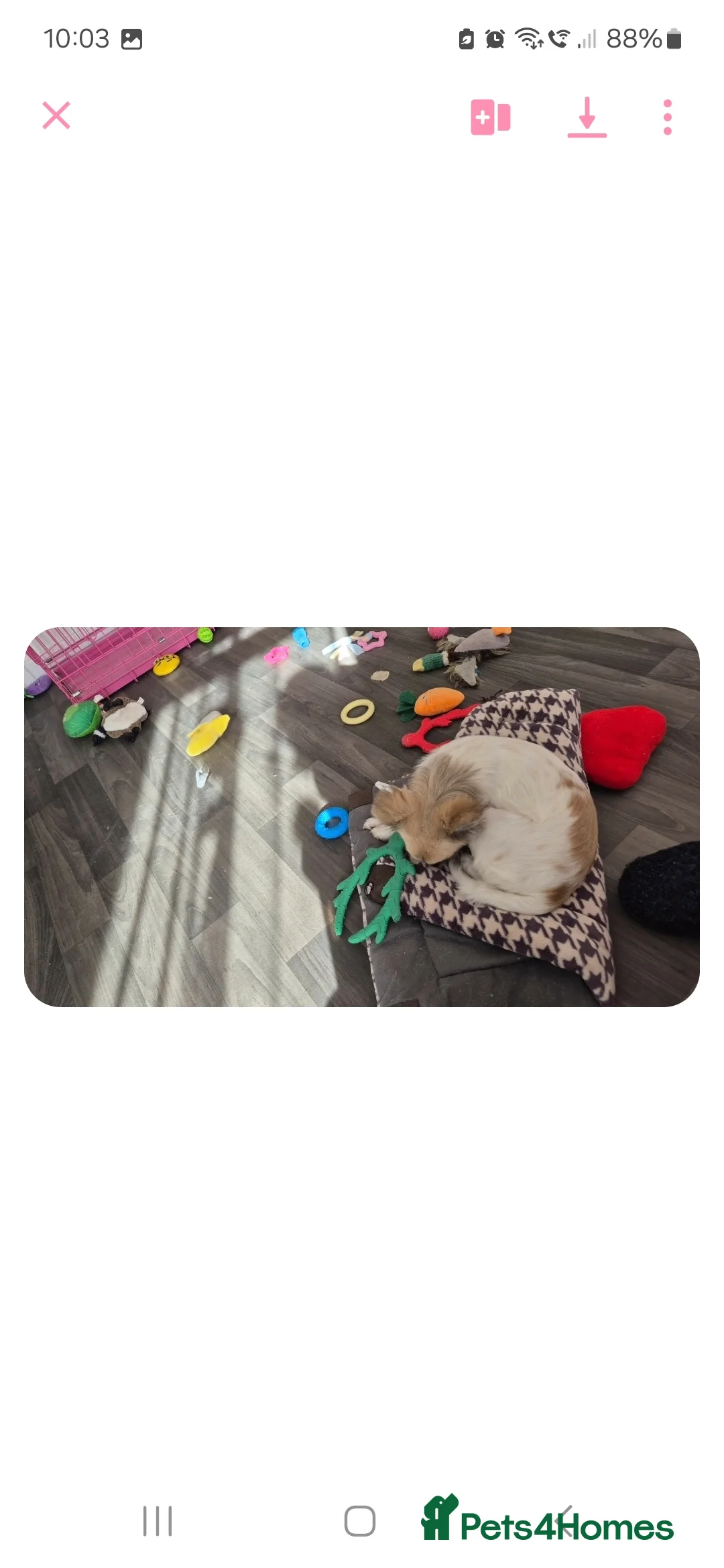 Chihuahua dogs for sale: 5 Month old Ivy - Advert 3