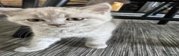 British Shorthair cats for sale: 💜 Lilac BSH Boys – Ready for Their Forever Homes in Dartford - Advert 24