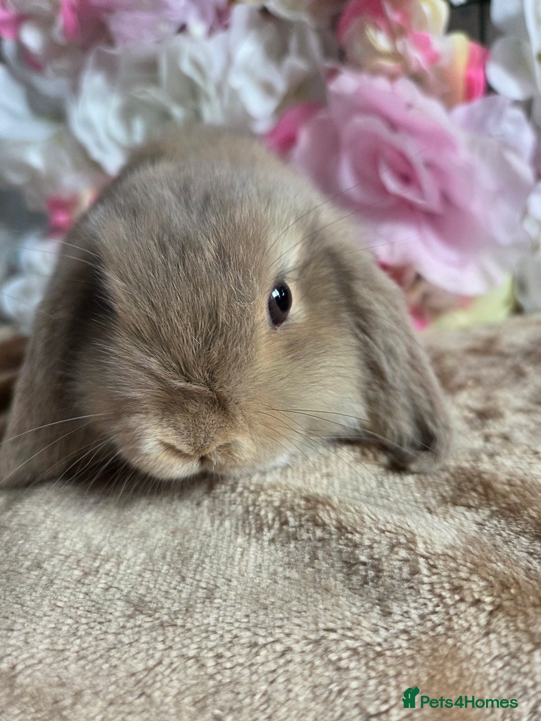 Mini Lop rabbits for sale: 💖💙Friendly & adorable Pure bred mini lop babies  - Image 13