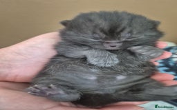 British Shorthair cats for sale: Beautiful Tortoiseshell and White pure BSH - Image 11
