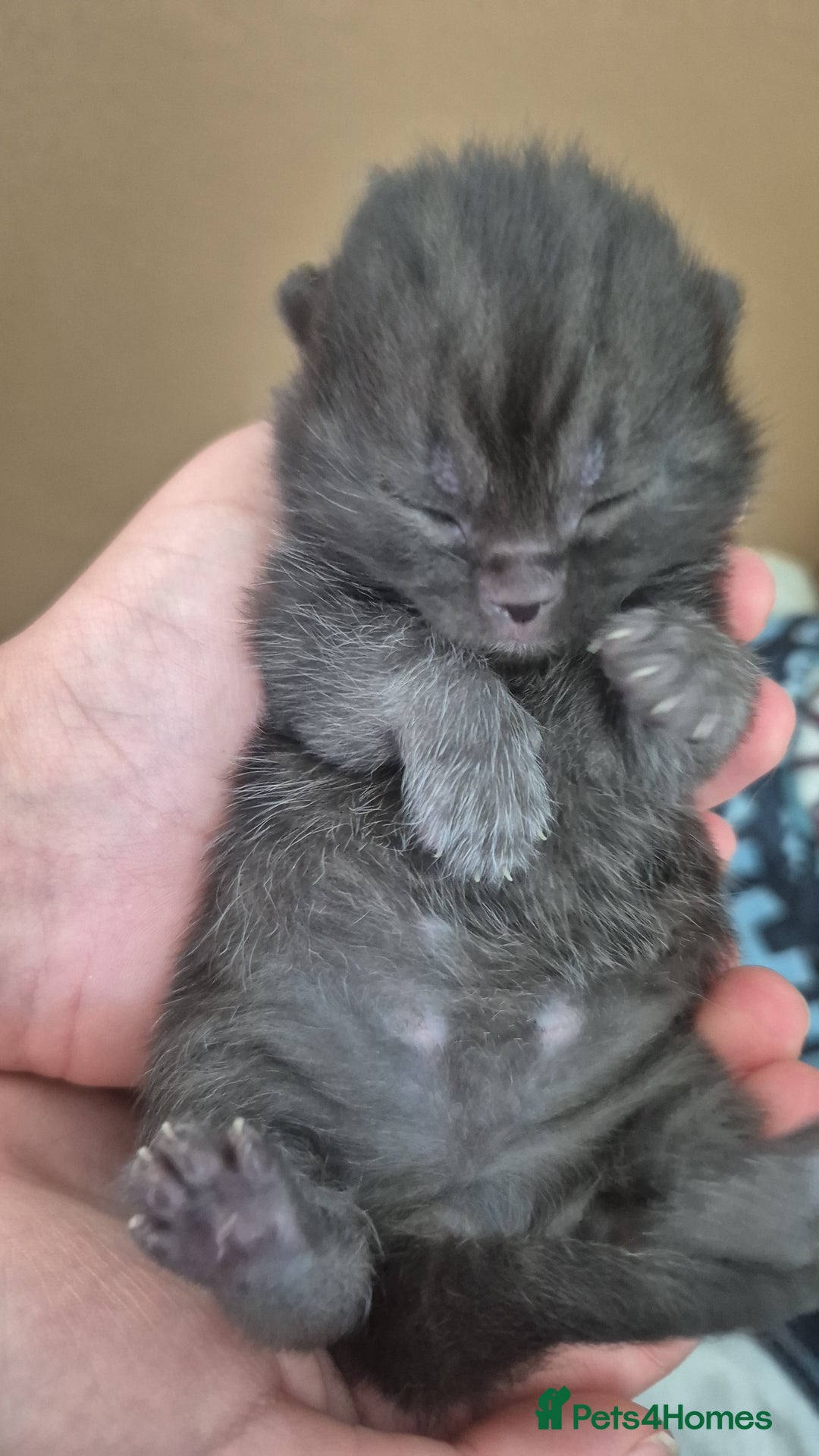 British Shorthair cats for sale: Beautiful Tortoiseshell and White pure BSH - Image 11