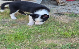 Welsh Collie dogs for sale: 3 collie puppys looking for there forever homes  - Image 8