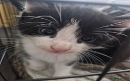 Mixed Breed cats for sale: Black and white kittens available now - Advert 2
