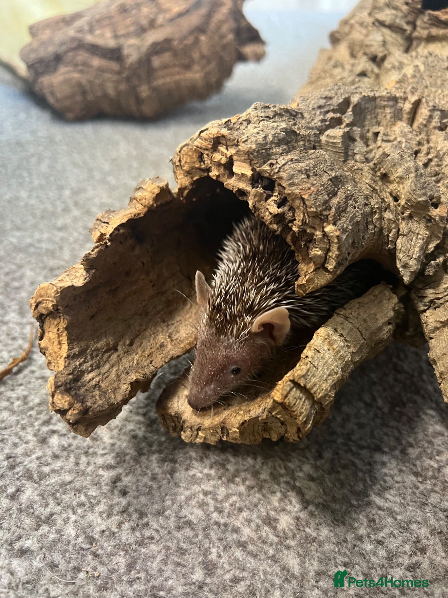 Pygmy Hedgehog rodents Trio of lesser tenrecs  - Advert 1