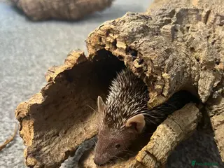 Pygmy Hedgehog rodents Trio of lesser tenrecs - Advert 1