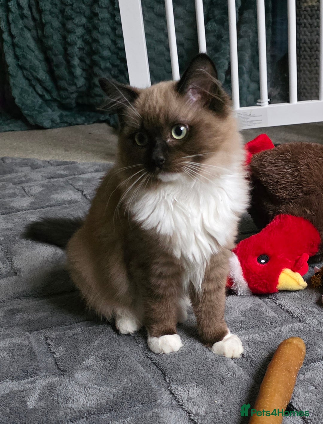 Ragdoll cats for sale: Seal Mitted Mink Ragdoll - Advert 3