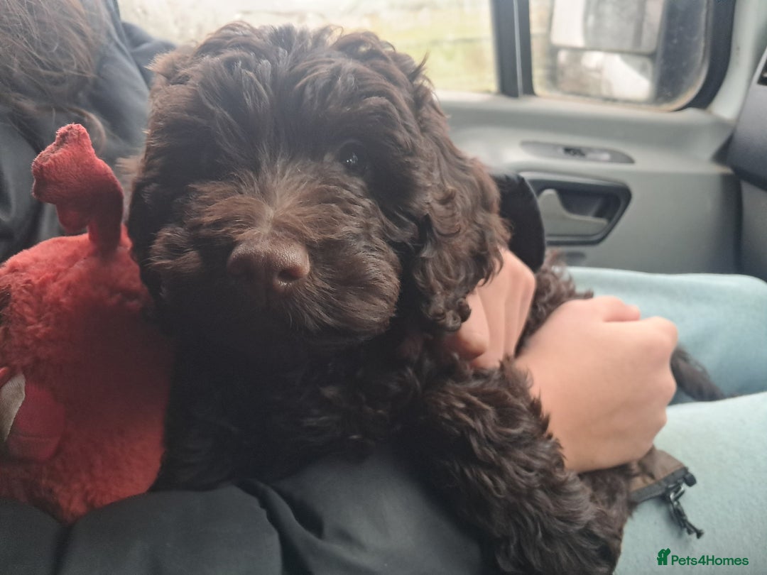 Cockapoo dogs for sale: Toy F1 Cockerpoo last chocolate boy  - Advert 6