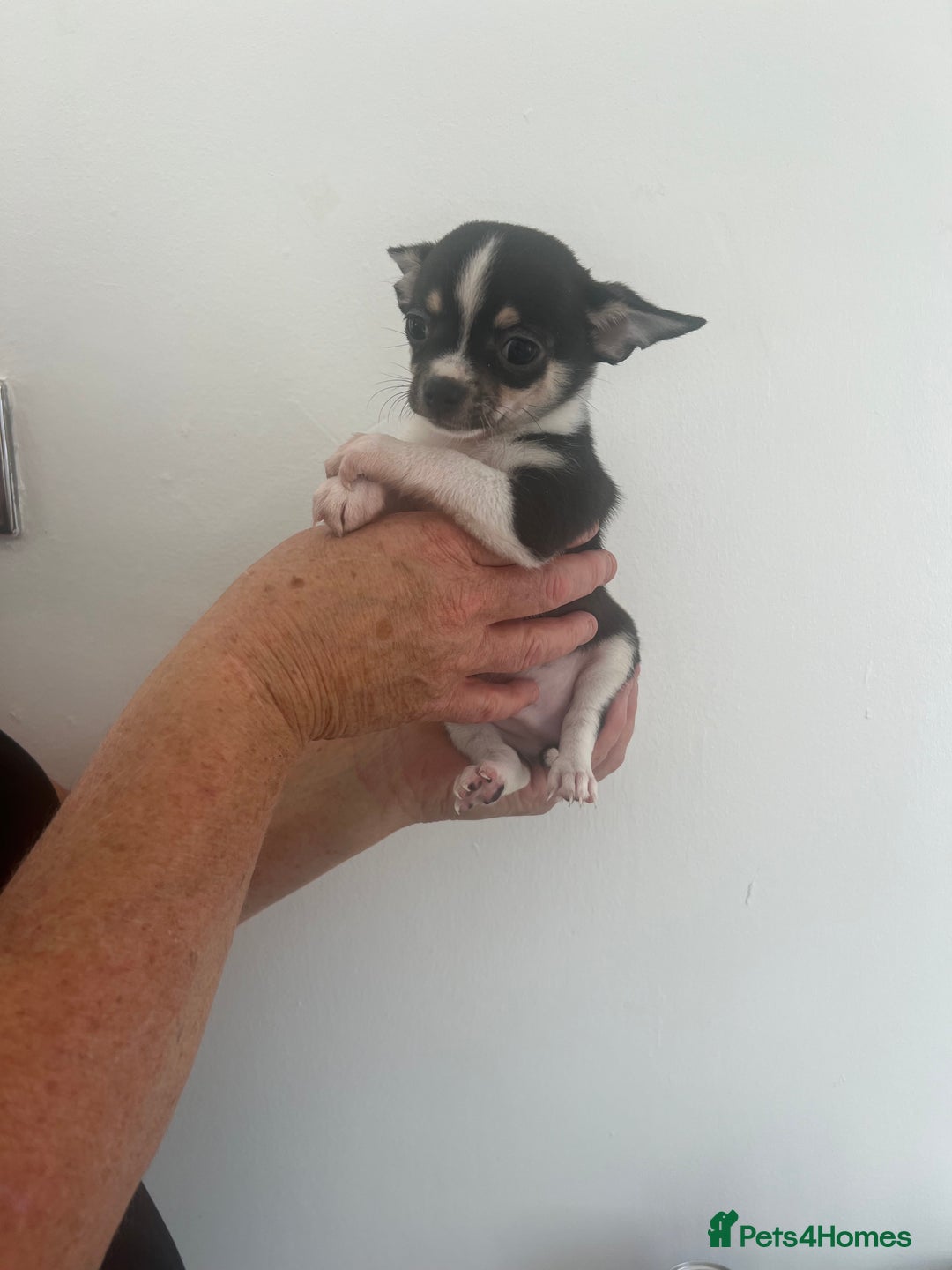 Chihuahua dogs for sale: Beautiful boy chihuahuas  - Image 3