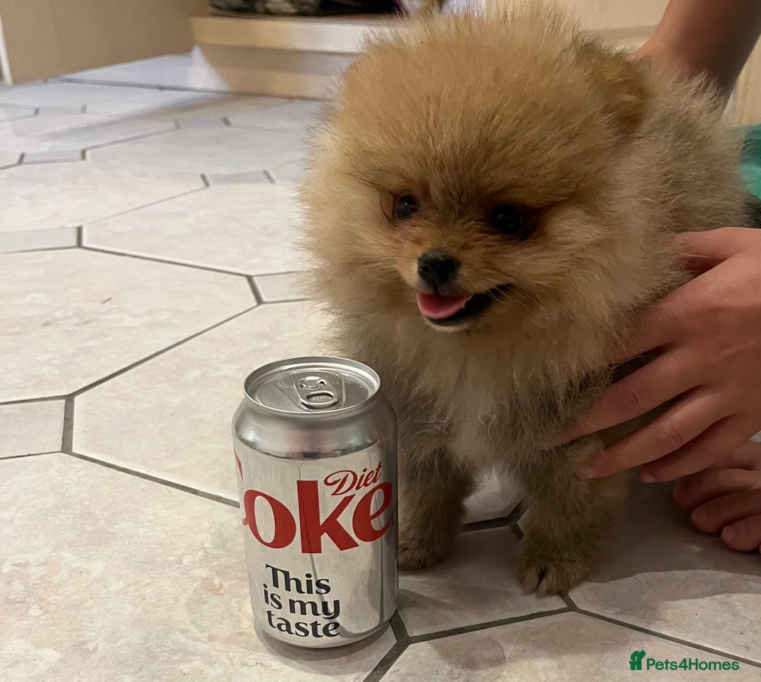 Pomeranian dogs for sale: Pomeranian show quality boy - Image 6