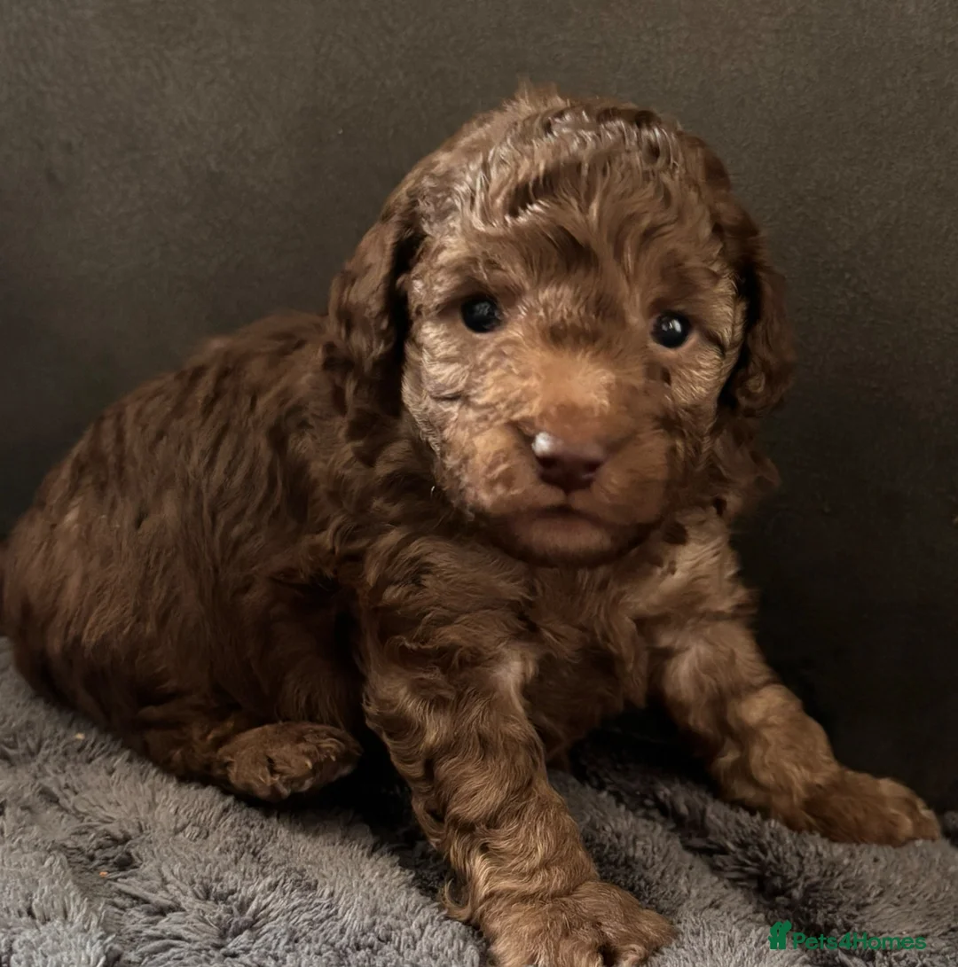 Cockapoo dogs for sale: F1B cockapoos  - Advert 1