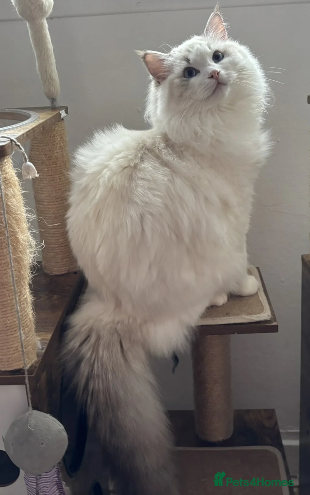 Ragdoll cats for sale: Two The last Boys Pedigree Ragdoll  Available - Advert 6