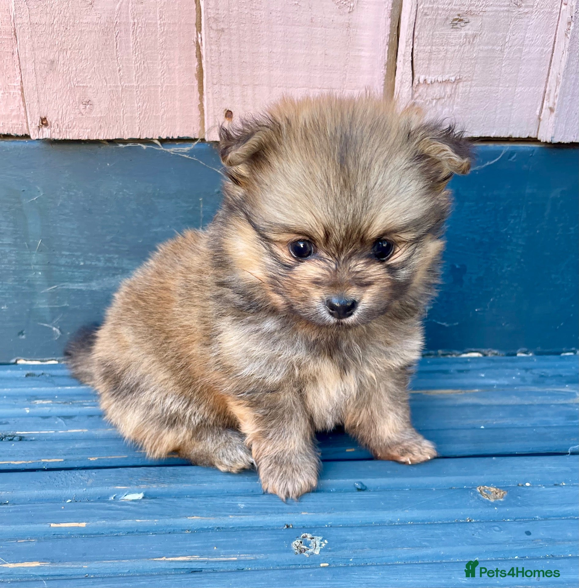 Pomeranian dogs for sale: Tiny Teddy Poms looking for their forever homes  - Advert 1