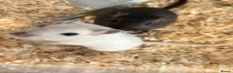 Gerbil rodents for sale: 2 Gerbils and starter set up!  in Birmingham - Advert 2