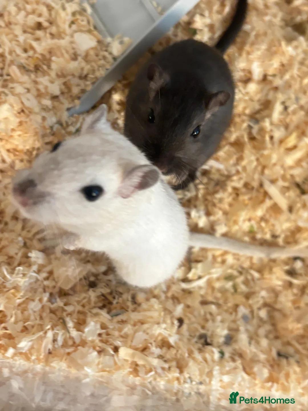 Gerbil rodents for sale: 2 Gerbils and starter set up!  in Birmingham - Advert 2