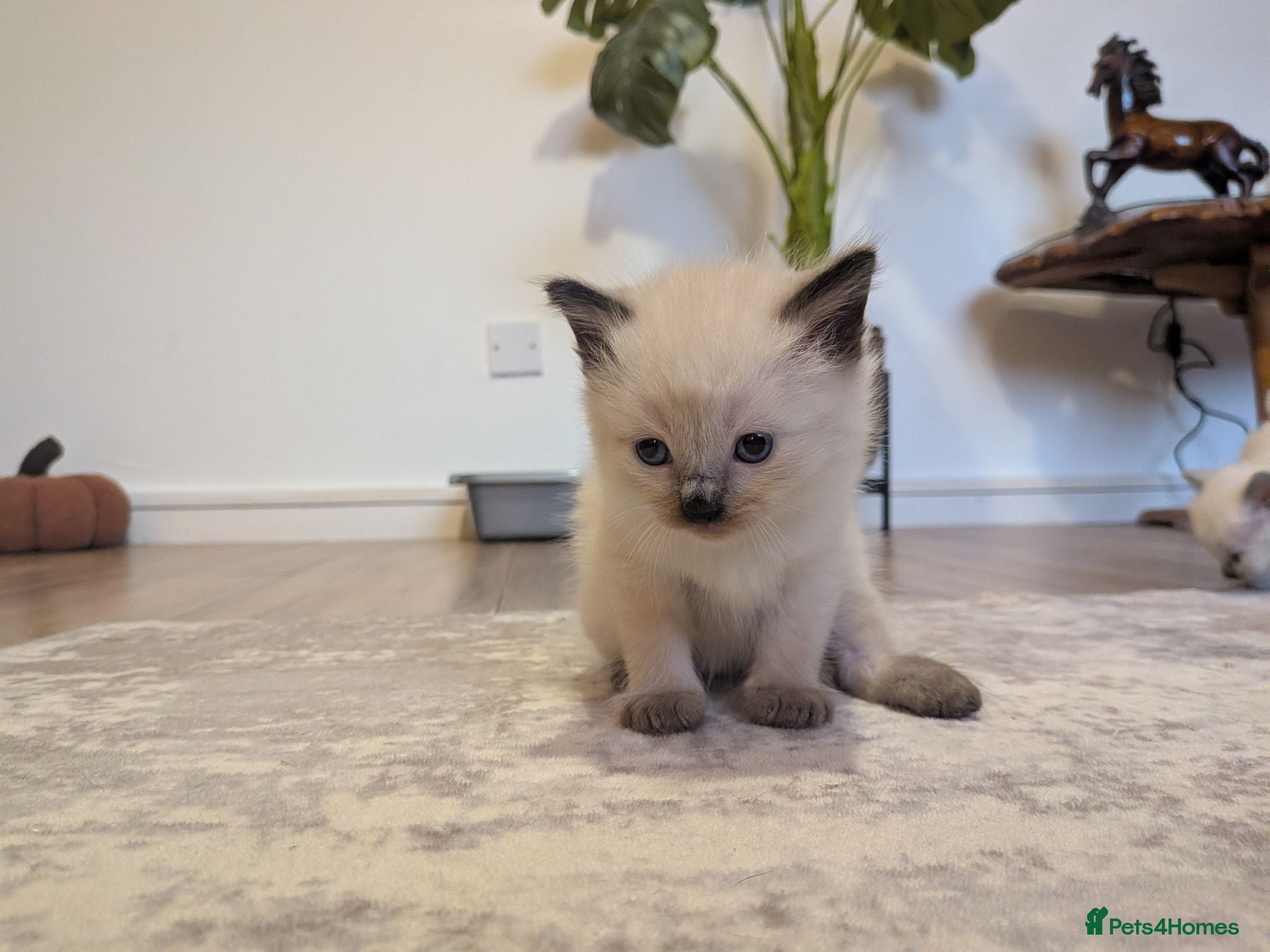 Ragdoll cats ⭐3 beautiful seal point ragdolls 2 girls 1 boy  ⭐ - Advert 6