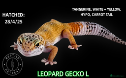 Leopard Gecko reptiles for sale: BABY LEOPARD GECKOS!! - Image 10