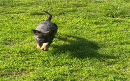 German Shepherd dogs for sale: German shepherd  - Image 11