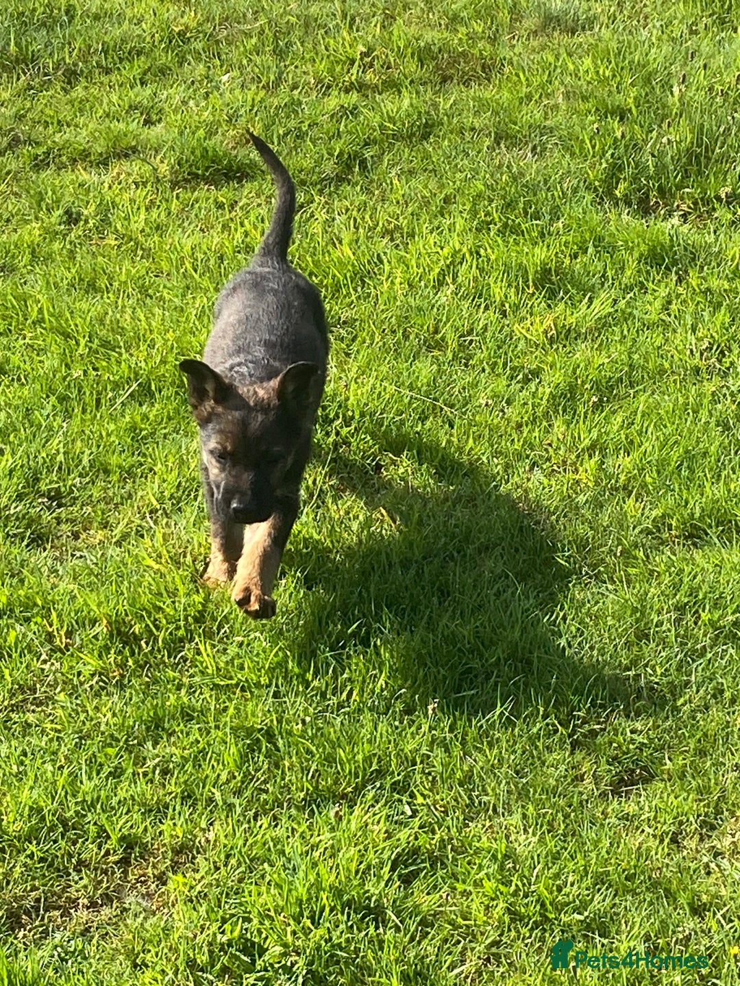 German Shepherd dogs for sale: German shepherd  - Image 11