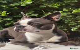 Boston Terrier dogs for stud: Boston terrier for stud blue&white proven KC regis in Wantage - Image 4