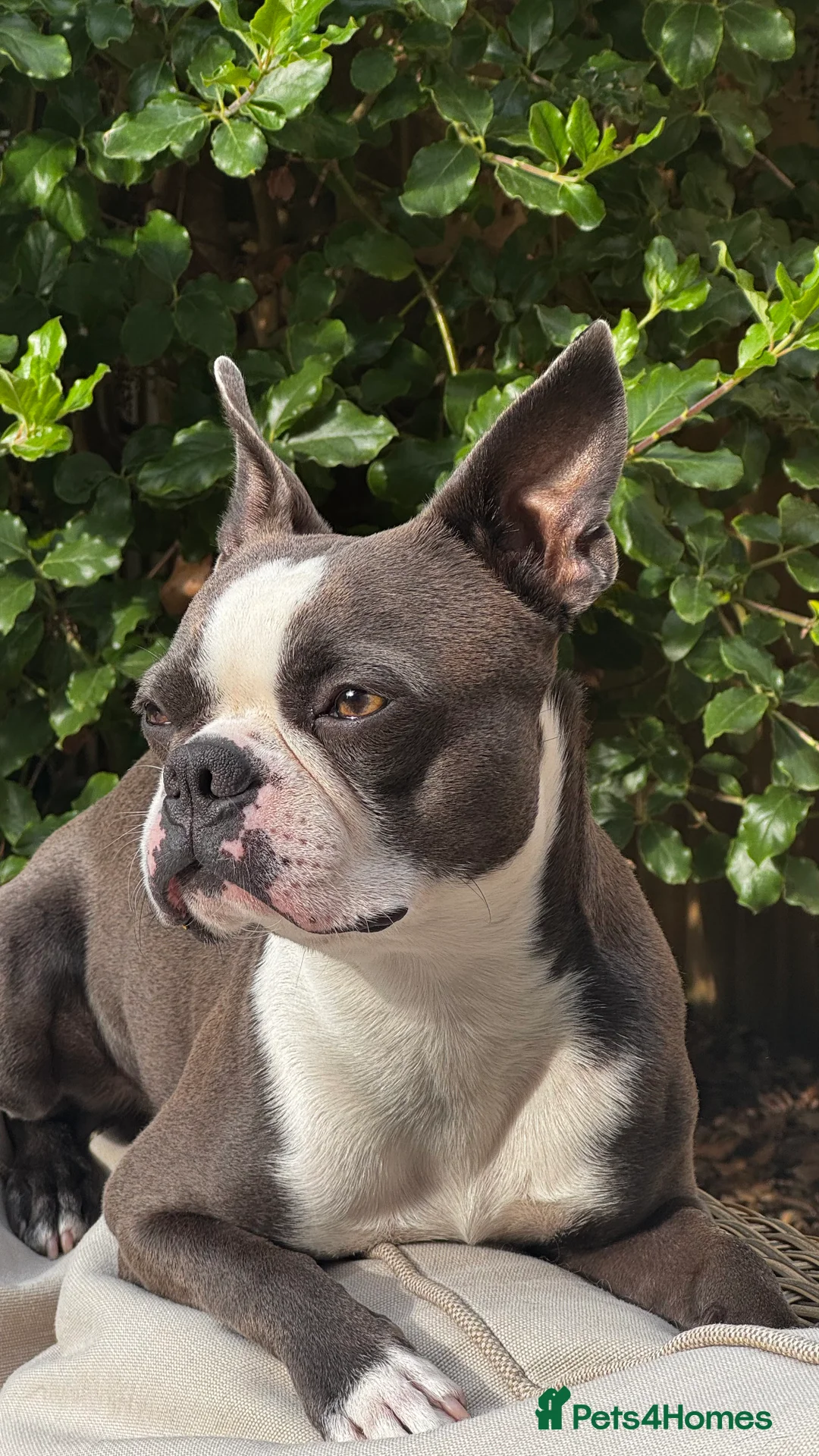 Boston Terrier dogs for stud: Boston terrier for stud blue&white proven KC regis in Wantage - Advert 4