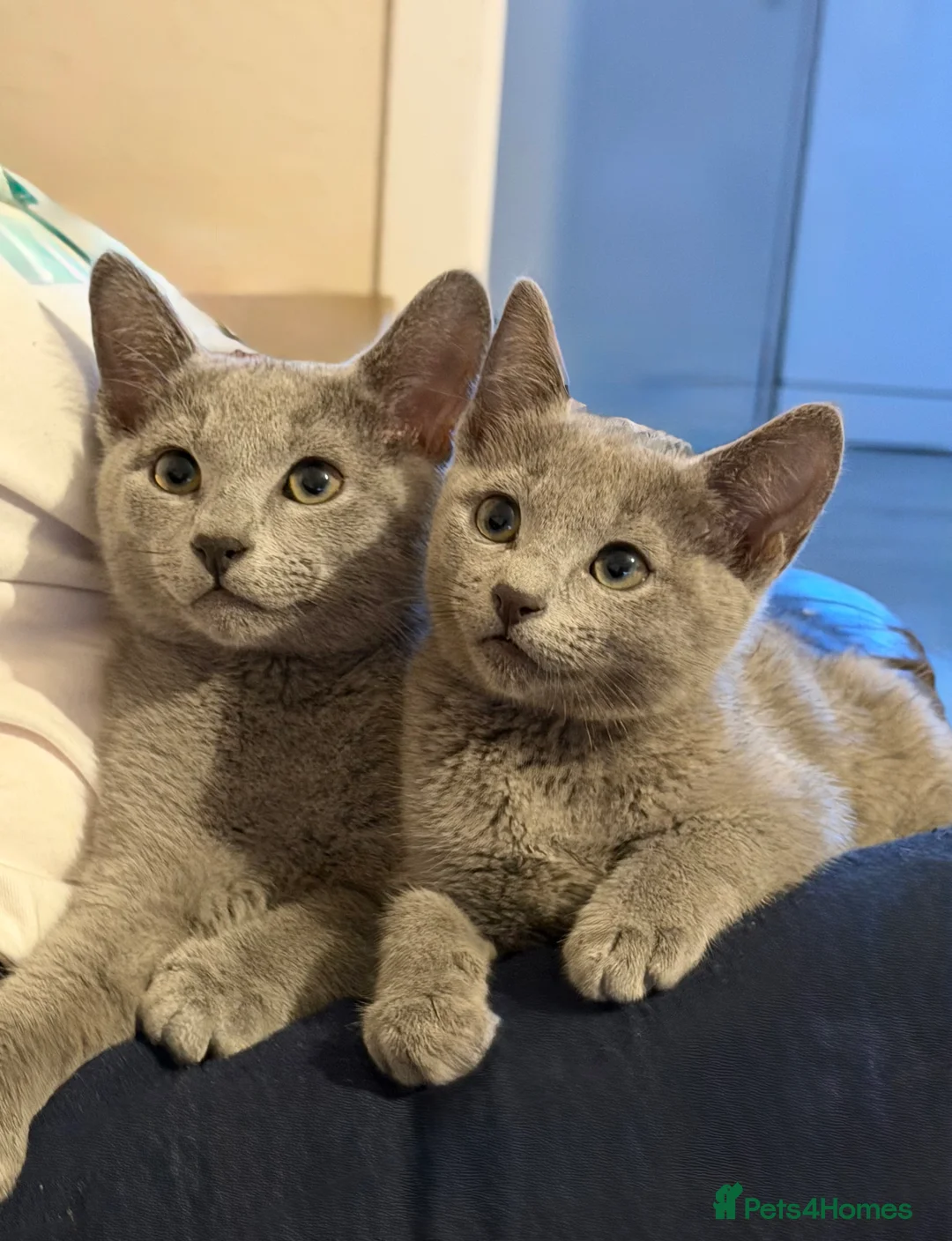 Russian Blue cats for sale: Russian blue TICA registered kittens  - Advert 1