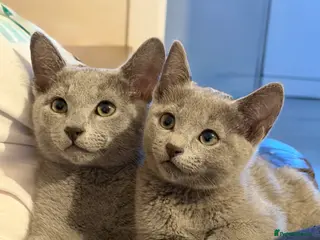 Russian Blue cats Russian blue TICA registered kittens - Advert 2
