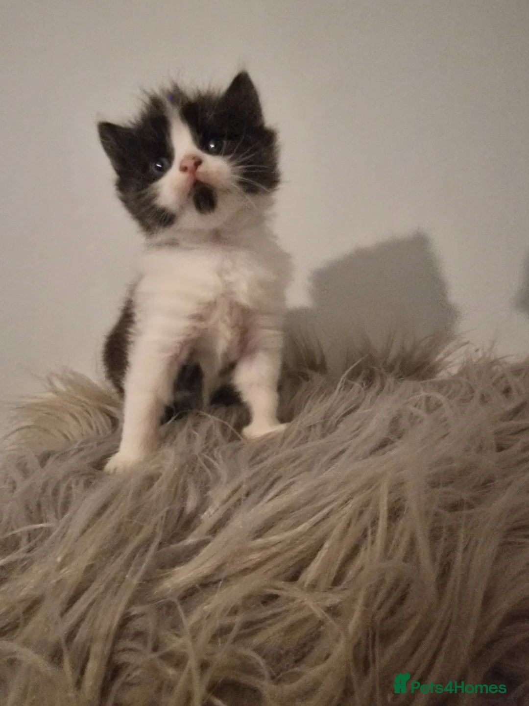 Mixed Breed cats for sale: Long haired kittens - Advert 2