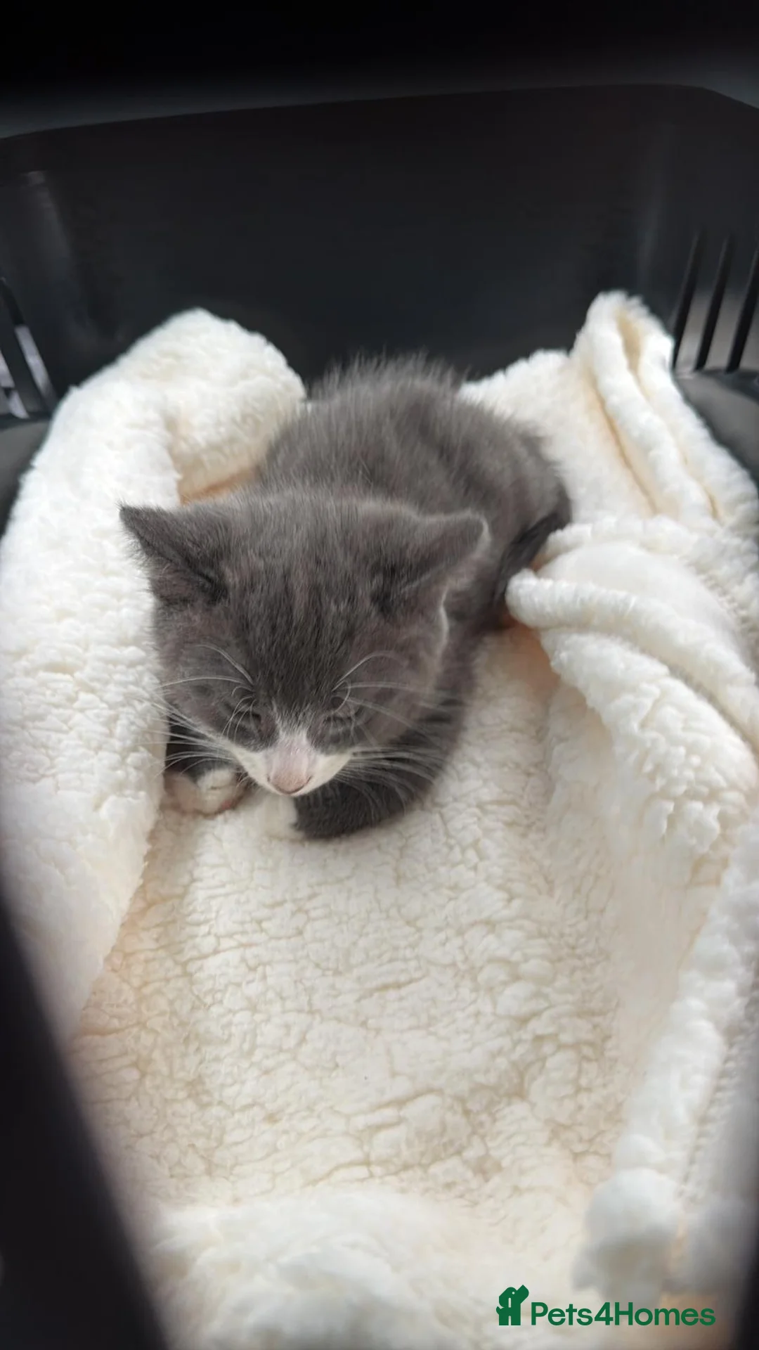 Russian Blue cats for sale: 1 Male Russian Blue X  - Advert 3