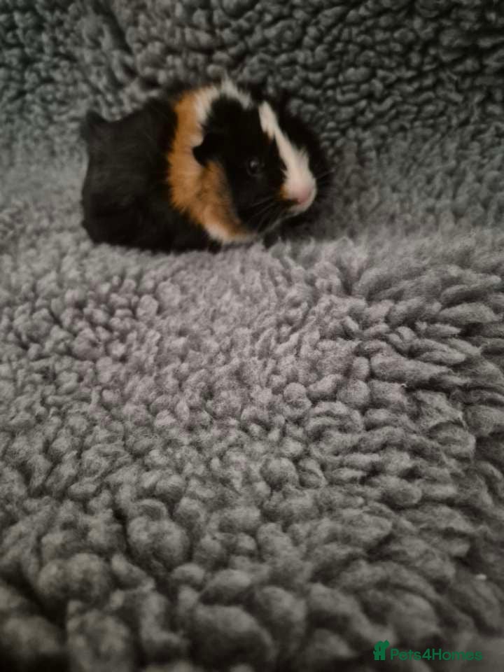 Guinea Pig rodents Two male guinea pigs 3 months old come with set up - Advert 13