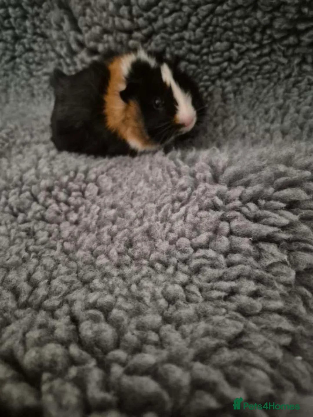 Guinea Pig rodents for sale: Two male guinea pigs 3 months old come with set up - Advert 1