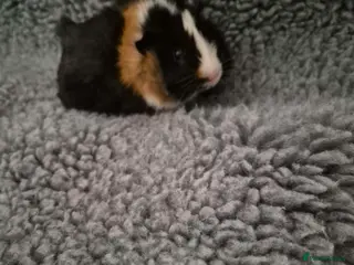 Guinea Pig rodents Two male guinea pigs 3 months old come with set up - Advert 1