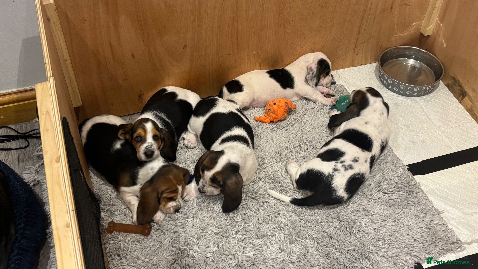 Basset Hound dogs Lady Penelope's Litter of Basset Hound Puppies - Advert 2