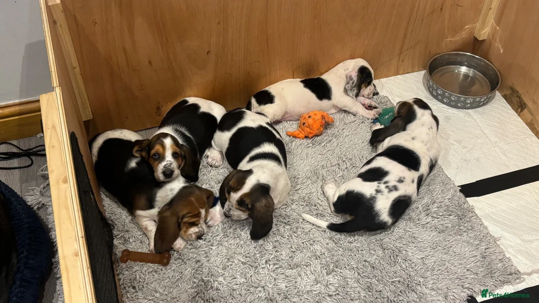 Basset Hound dogs for sale: Lady Penelope's Litter of Basset Hound Puppies - Advert 1