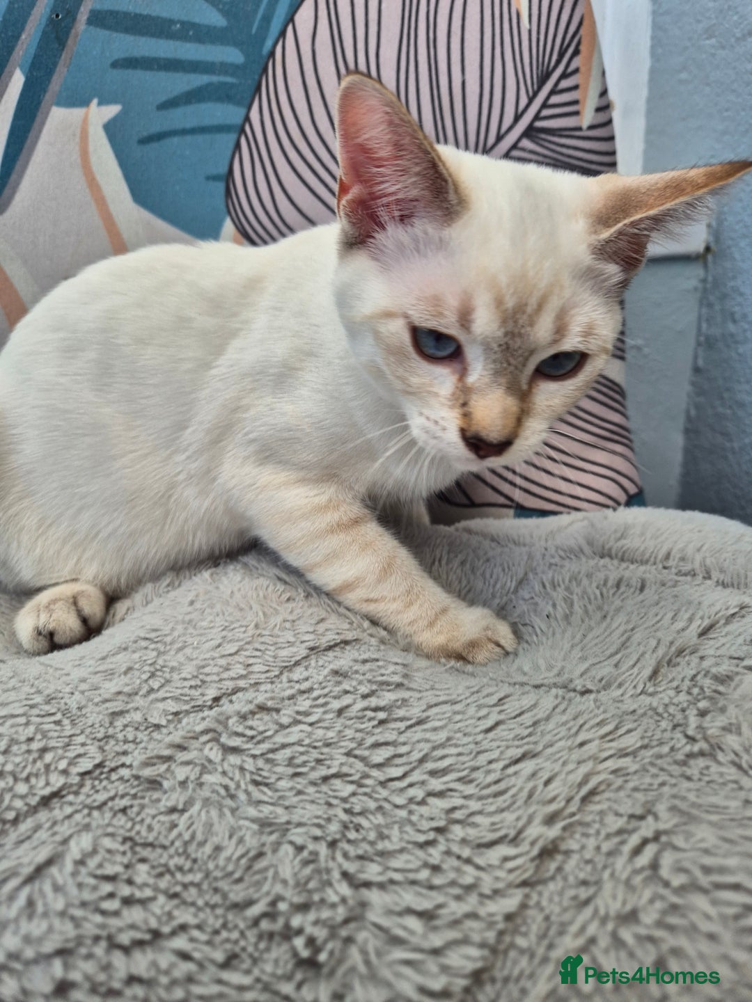 Snowshoe cats for sale:  pedigree Tica reg  snowshoes  READY NOW - Image 27